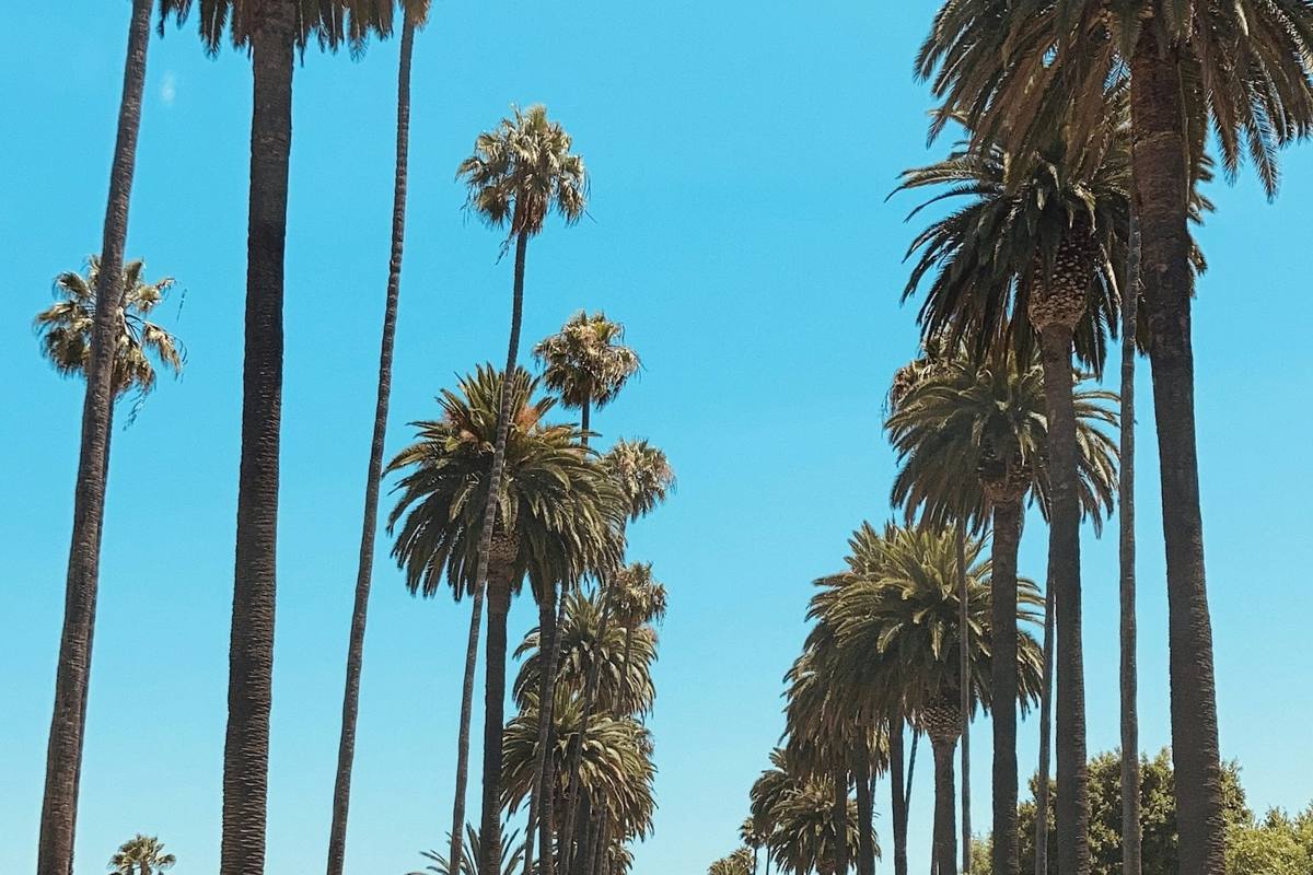 Palm-lined street in Beverly Hills
